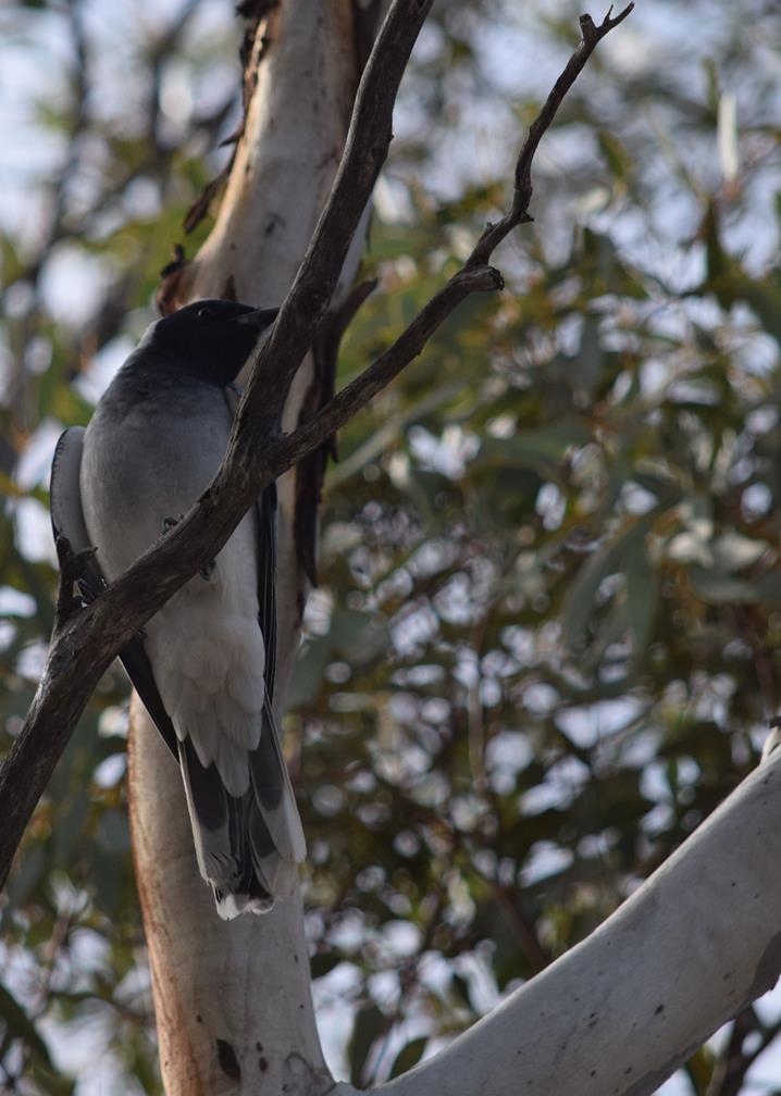 Cuckoo shrike black faced b02.JPG